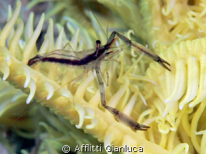 periclemenes sp. by Afflitti Gianluca 